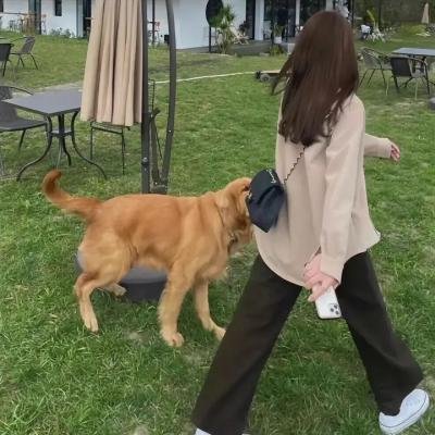 丛林公主
